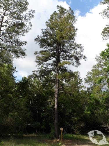 Loblolly Pine
