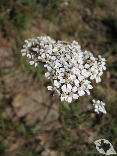 Yarrow