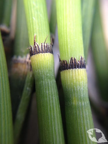 Horsetails