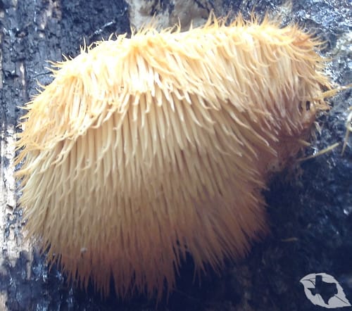Mushroom - Hericium