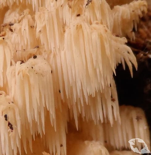 Mushroom - Hericium