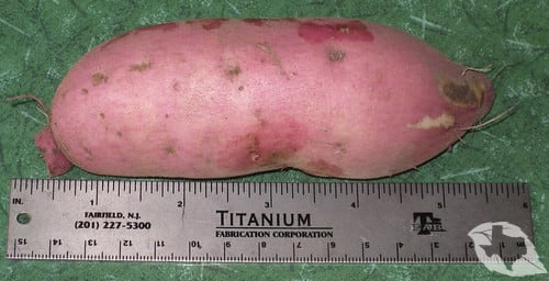 Sweet Potato