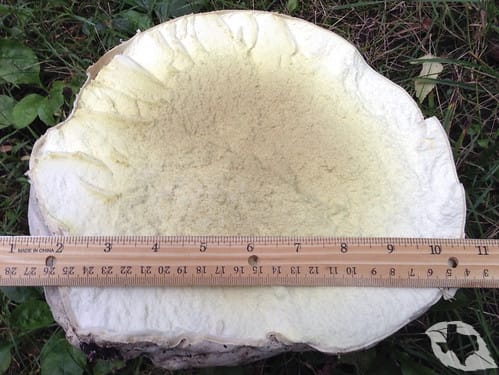 Mushroom - Giant Puffball