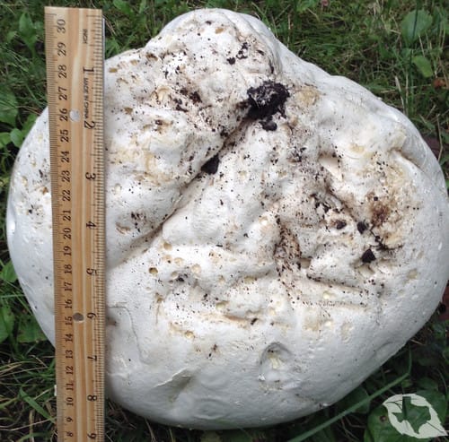 Mushroom - Giant Puffball
