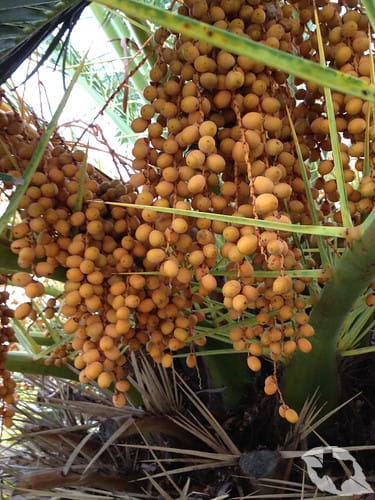 Palm - Canary Island Date