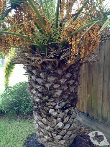 Palm - Canary Island Date