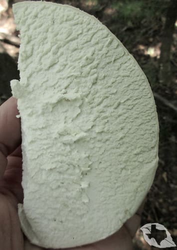 Mushroom - Giant Puffball