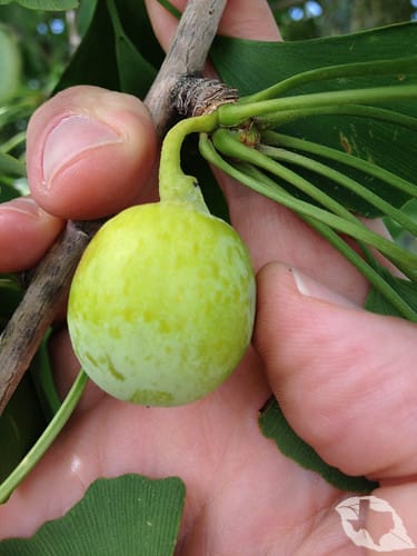 Ginkgo