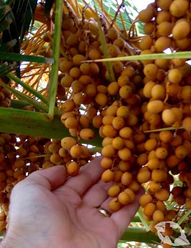 Palm - Canary Island Date