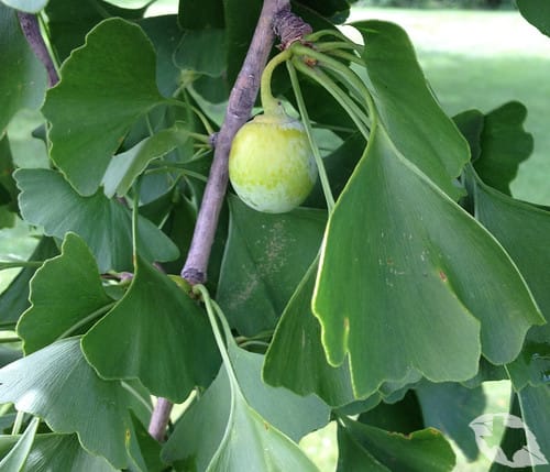 Ginkgo