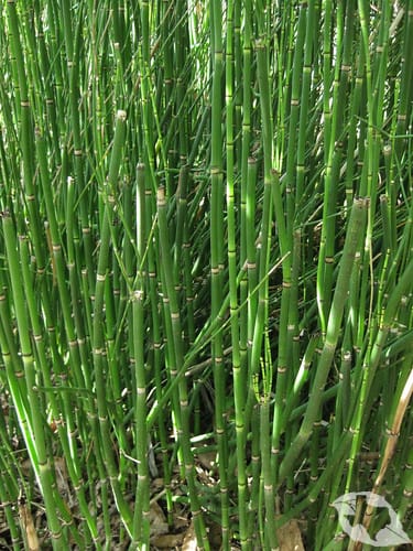 Horsetails