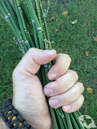 Horsetails