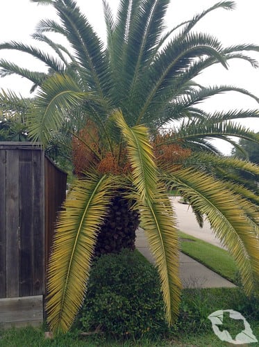 Palm - Canary Island Date