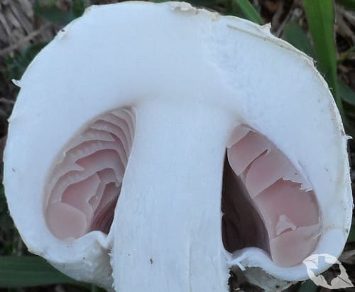 mimic of Mushroom - Giant Puffball
