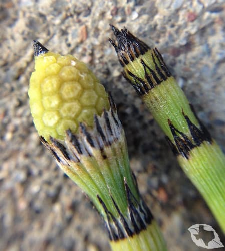 Horsetails