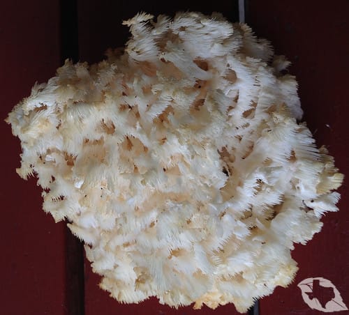 Mushroom - Hericium