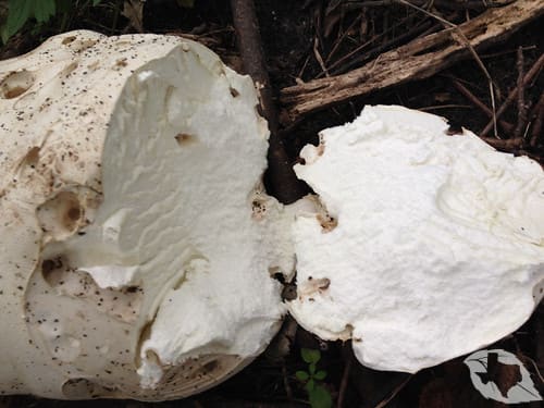 Mushroom - Giant Puffball