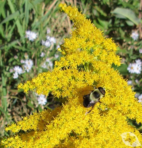 Goldenrod