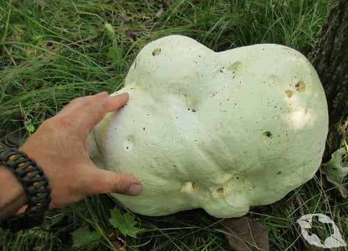 Mushroom - Giant Puffball