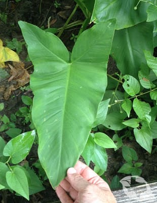 mimic of Arrowhead/Wapato