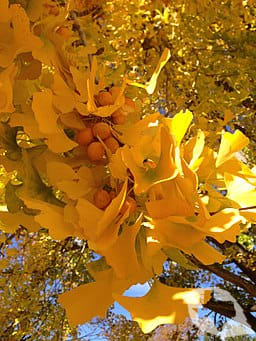 Ginkgo