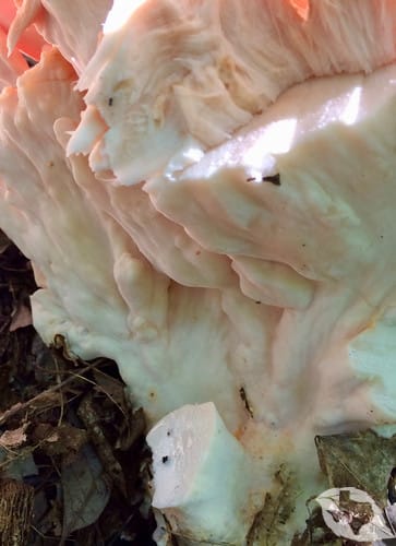 Mushroom - Chicken of the Woods