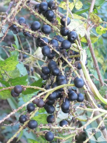 Palm - Dwarf Palmetto