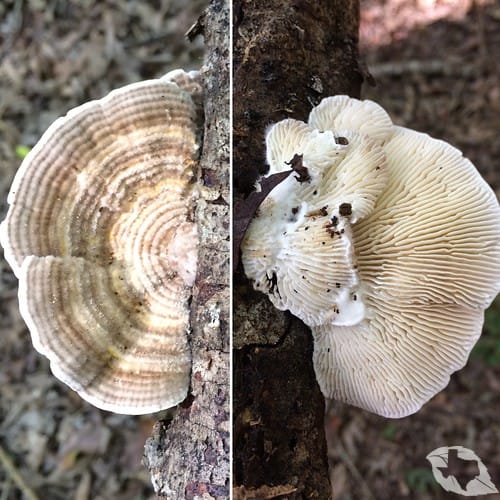 Mushroom - Turkey Tail