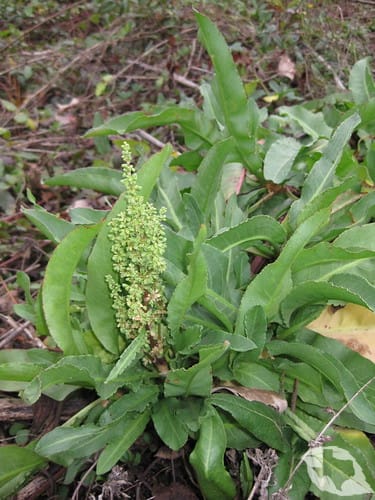 Curled Dock/Yellow Dock