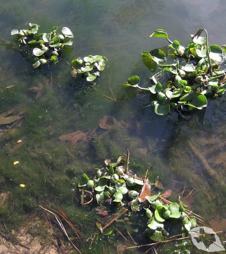 Water Hyacinth