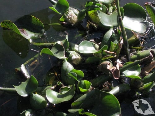 Water Hyacinth