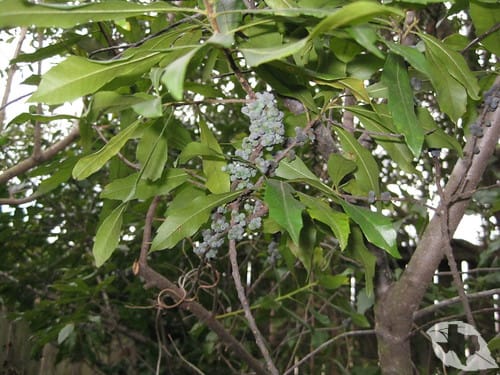 Wax Myrtle/Bayberry
