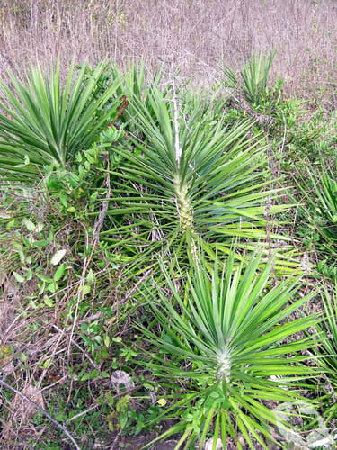Yucca