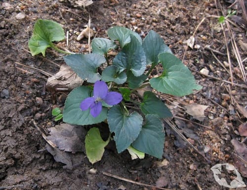 Wild Violet