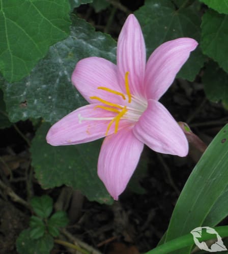 mimic of Onion - Wild