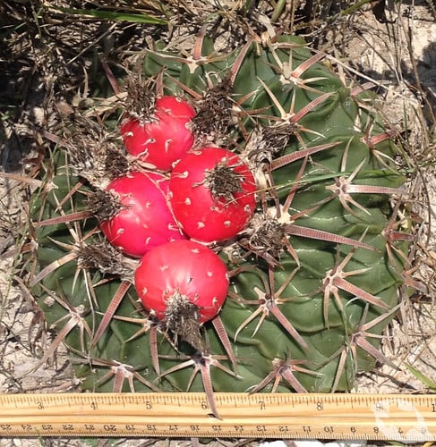 Cactus - Horse Crippler