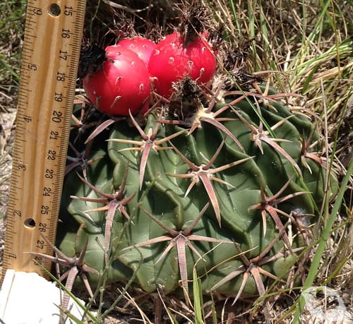 Cactus - Horse Crippler