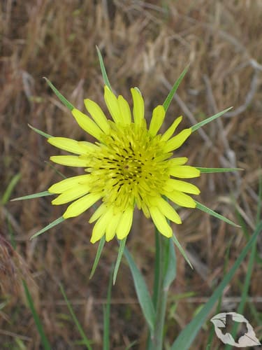 Salsify