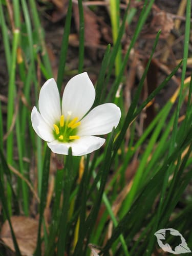 mimic of Onion - Wild