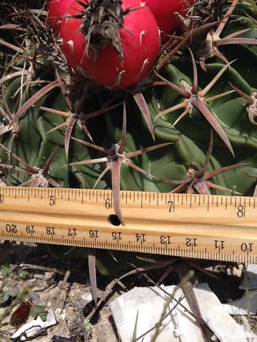 Cactus - Horse Crippler