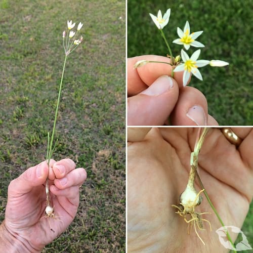 mimic of Onion - Wild