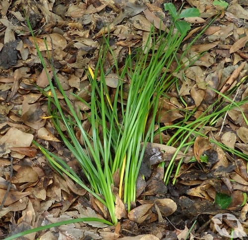 mimic of Onion - Wild