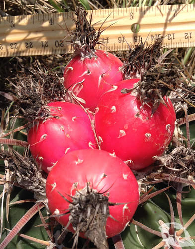 Cactus - Horse Crippler