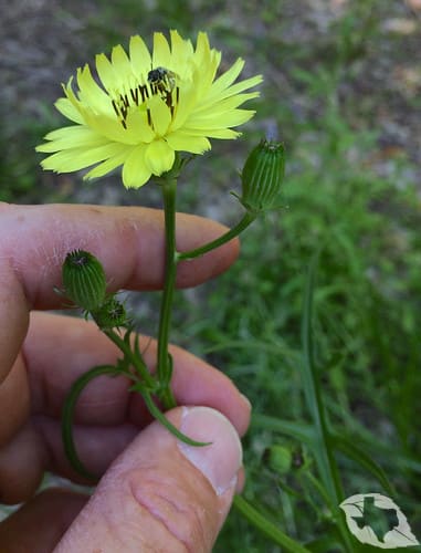 Texas Dandelion