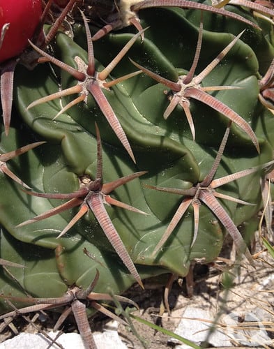 Cactus - Horse Crippler