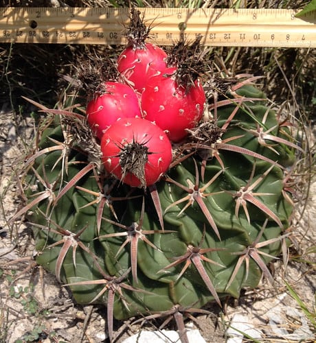 Cactus - Horse Crippler