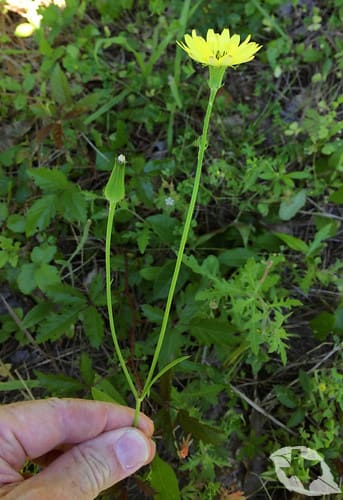 Texas Dandelion