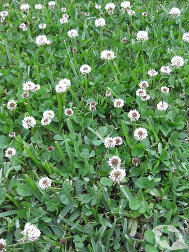 Clover - White