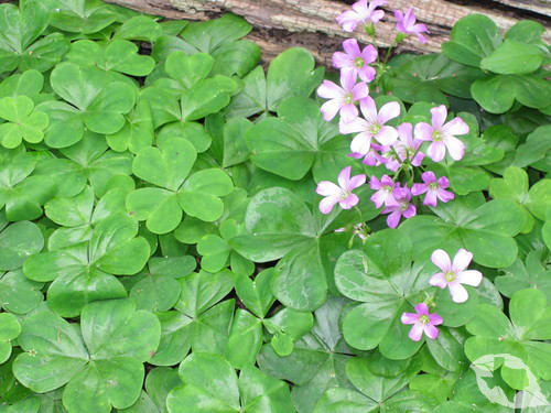 Wood Sorrel