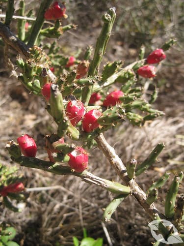 Cactus - Cholla Pencil
